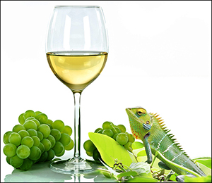 2018-11-09 Semillon Chameleon.jpg